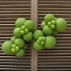 Mini girlanda - Grecka oliwka.webp